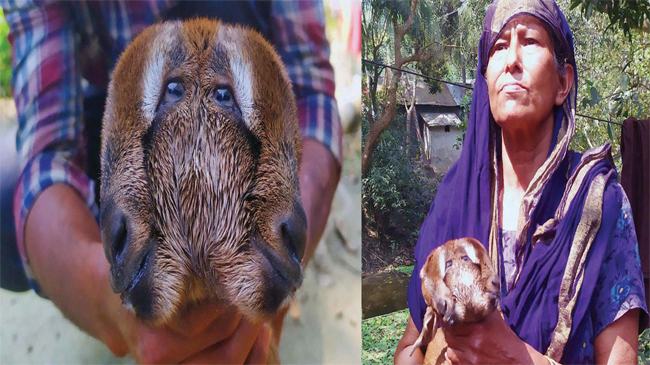 চাঁদপুরে ৪ চোখ দুই মাথাওয়ালা ছাগলের বাচ্চার জন্ম