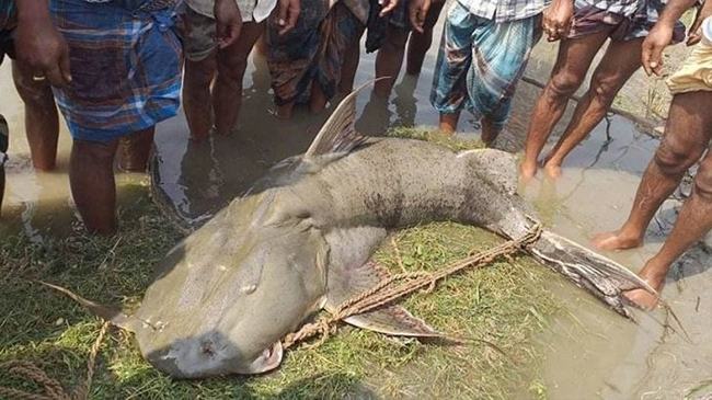 জেলের জালে ১১০ কেজির বাঘাইর, বিক্রি হয়েছে ১ লাখ ১১ হাজারে