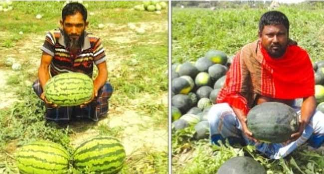 ক্ষেত ভরা তরমুজে কৃষকের স্বপ্ন