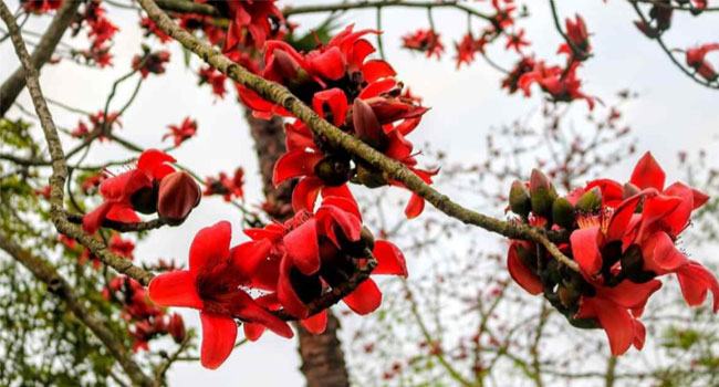 লালমোহনে বিলুপ্তির পথে শিমুল গাছ