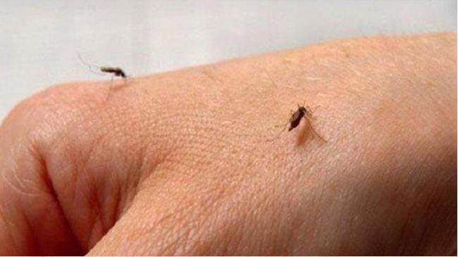 শায়েস্তাগঞ্জে মশার উৎপাতে অতিষ্ঠ পৌরবাসী