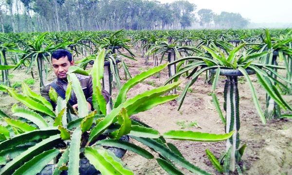 চৌগাছায় ড্রাগনের ডগায় স্বপ্ন বুনছেন হেলাল খান