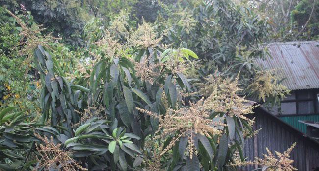 নবাবগঞ্জের গাছে গাছে আমের মুকুলের সমারোহ