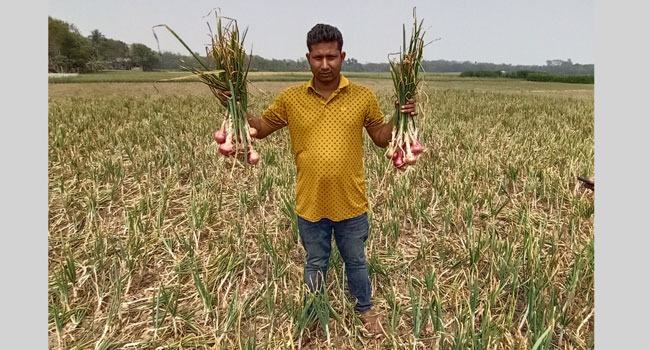 শৈলকুপায় পেঁয়াজের বাম্পার ফলন