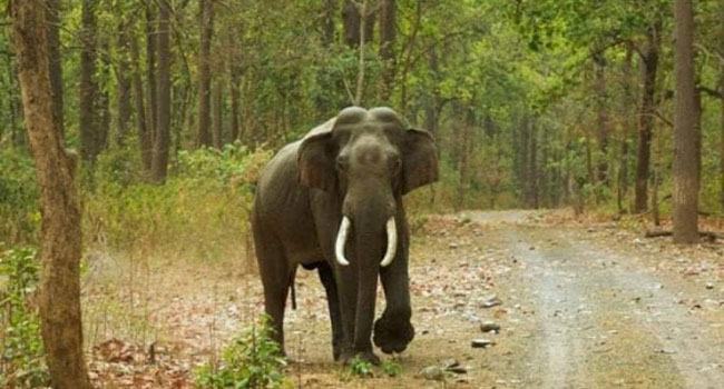 রাঙ্গামাটিতে বন্য হাতির আক্রমণে প্রাণ গেল এক বিশ্ববিদ্যালয়শিক্ষার্থীর