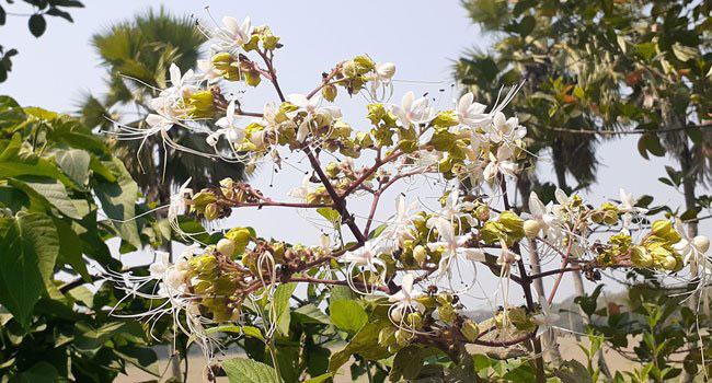 রাস্তার ধারে অযত্নে ফোটা ‘ভাঁট’ ফুল