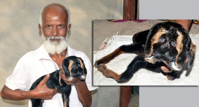 রাজশাহীতে ছাগলের অদ্ভুত আকৃতির বাচ্চার জন্ম