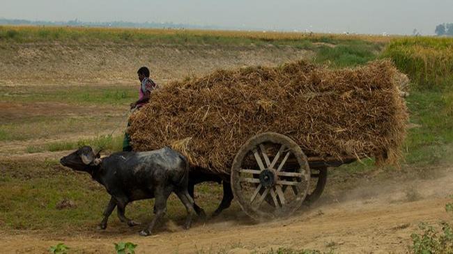 কৃষির চ্যালেঞ্জ মোকাবেলায় আর বিলম্ব নয়