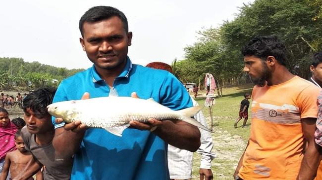 ভোলায় পুকুরে মিললো ইলিশ