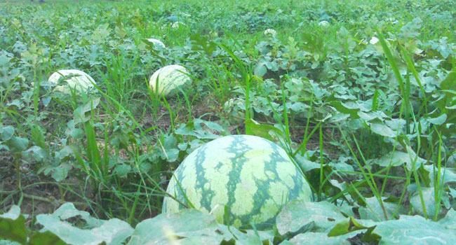 সুন্দরবন উপকূলে চিংড়ি ছেড়ে তরমুজ চাষ