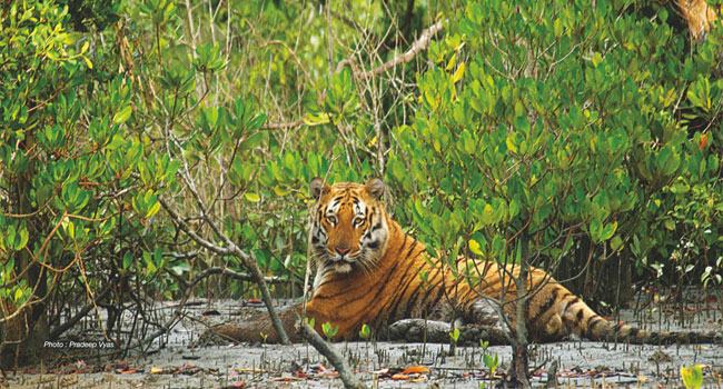 সুন্দরবনে পর্যটক প্রবেশে নিষেধাজ্ঞা
