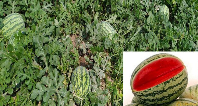 মির্জাগঞ্জে তরমুজের বাম্পার ফলন