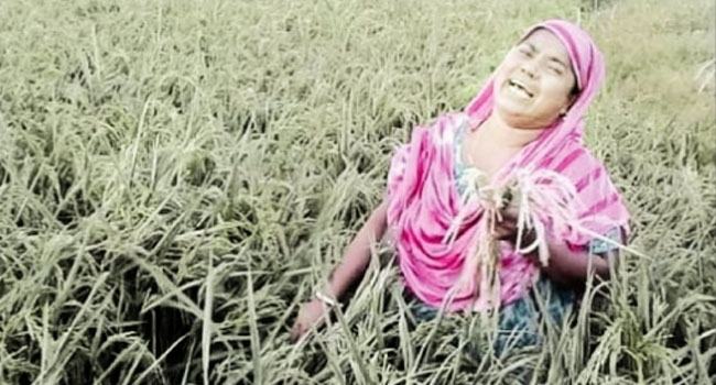 হঠাৎ লু হাওয়া : পুড়ে গেছে হাজার হাজার হেক্টর জমির ধান