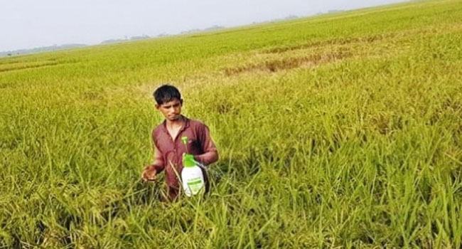 তপ্ত হাওয়ায় ব্যাপকহারে ধান চিটা হওয়ার ঘটনা অতীতে ঘটেনি