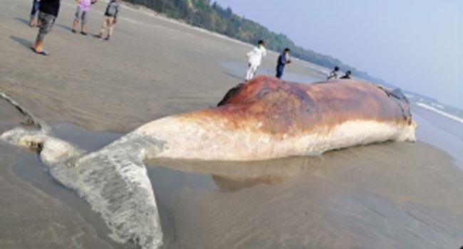 হিমছড়িতে ভেসে এলো বিশাল তিমি