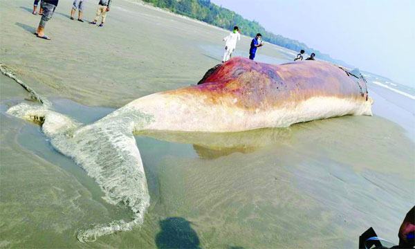 হিমছড়ি সৈকতে আবারো ভেসে এলো বিরল প্রজাতির মৃত তিমি