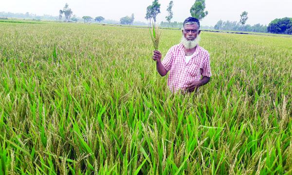 চৈত্রের খরতাপে কপাল পুড়ছে বোরো চাষিদের