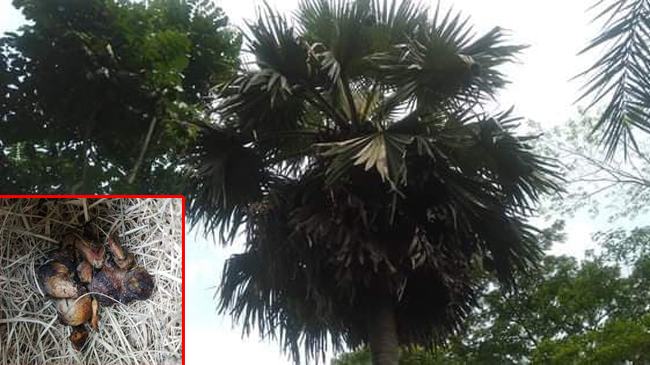 ক্ষেতের ধান খাওয়ায় ৩৩টি বাবুই ছানা পুড়িয়ে মারল জমির মালিক