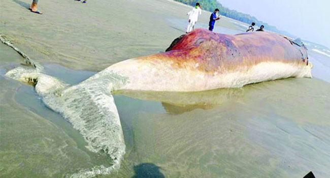 সৈকতে ভেসে আসা ২ তিমি কঙ্কাল সংরক্ষণের উদ্যেগ