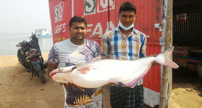 দৌলতদিয়ায় এক পাঙাশের দাম ২১ হাজার টাকা