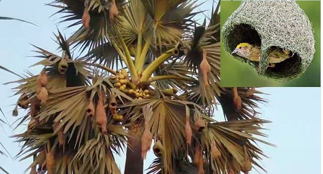 হারিয়ে যাচ্ছে বাবুই পাখি