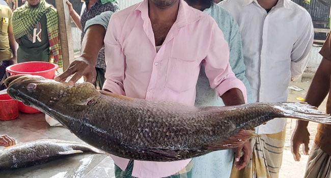 বলেশ্বরে ধরা পড়েছে আধ মণ ওজনের কোরাল
