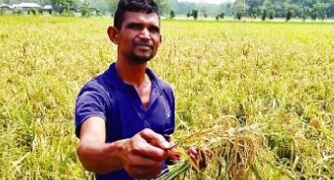 ময়মনসিংহে ছড়িয়ে পড়ছে ব্লাস্ট ও পাতাপোড়া রোগ