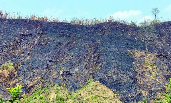 পুড়ছে মিরসরাইয়ের সবুজ পাহাড়