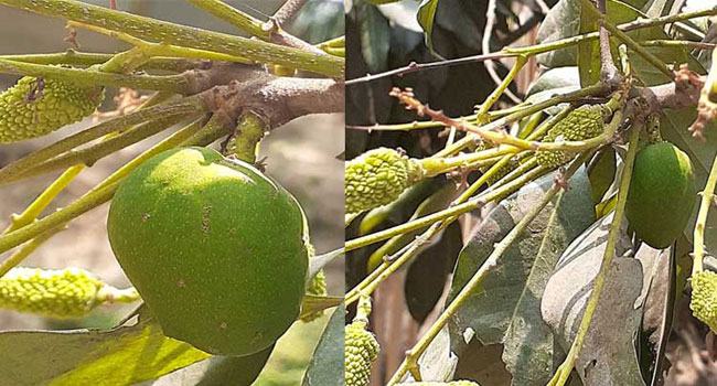 ঠাকুরগাঁওয়ে লিচু গাছে আম আকৃতির ফল!
