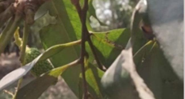 ঠাকুরগাঁওয়ে লিচু গাছের আমটি ছিঁড়ে ফেলা হয়েছে