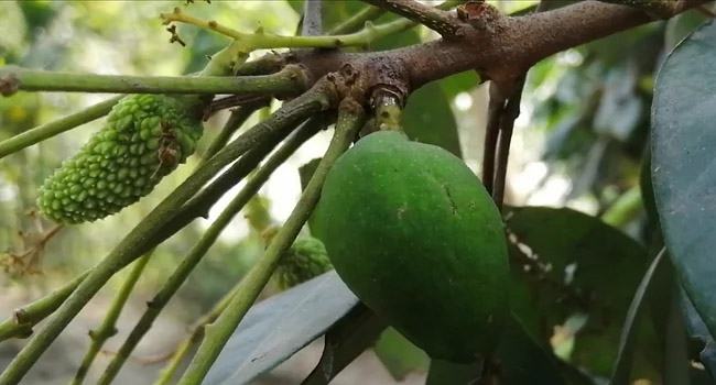 লিচু গাছের আমটি ছিঁড়ে নেয়ার কথা স্বীকার করলেন মেম্বার