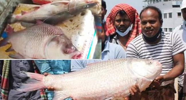 পদ্মায় ধরা ২ কাতল ও ১ আইড়ে দাম ৭৫ হাজার টাকা