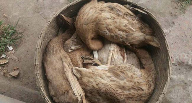 আমতলীতে হাঁস হত্যার অভিযোগে মামলা
