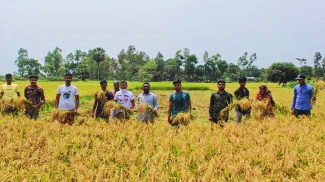 বগুড়ায় দরিদ্র কৃষকের ধান কেটে দিলো ছাত্রলীগ
