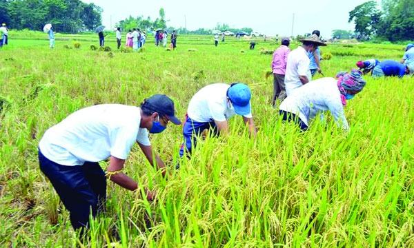 শ্রীমঙ্গলের হাওরে স্বেচ্ছাশ্রমে ধানকাটা উৎসব