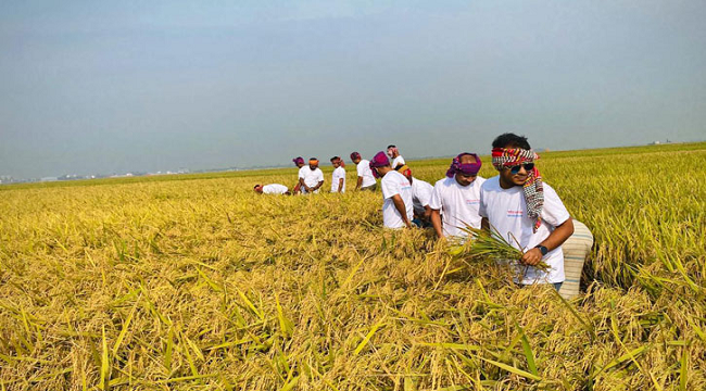 সোনারগাঁওয়ে কৃষকের ধান কেটে দিলেন ব্যাংকাররা