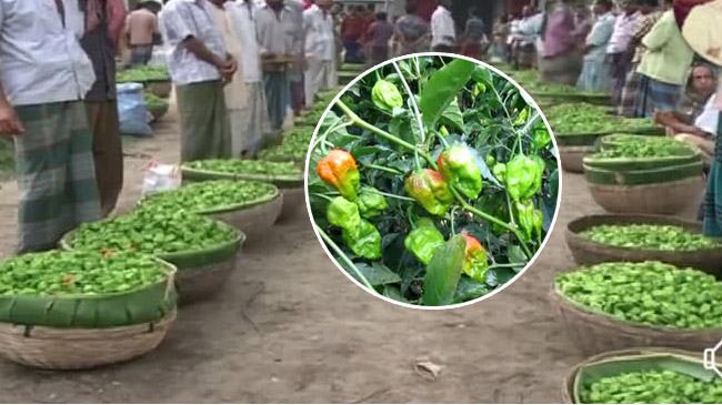 ঝালকাঠিতে বোম্বাই মরিচ চাষে লাখপতি কৃষকরা