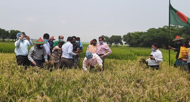 রাজনগরে বোরো ধানের বাম্পার ফলন, কৃষকদের মুখে হাসি
