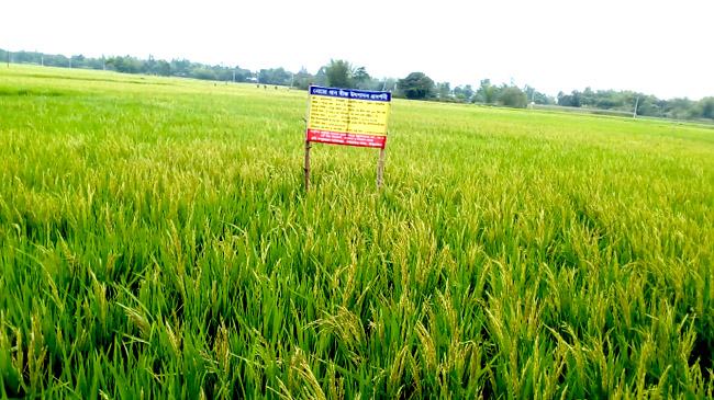 ঠাকুরগাঁওয়ে বোরো ধানের মাঠে দোল খাচ্ছে কৃষকের স্বপ্ন