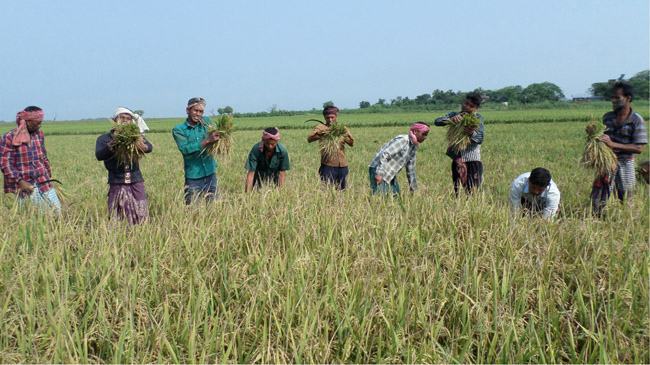সুনামগঞ্জের হাওরে ধান কাটা শুরু