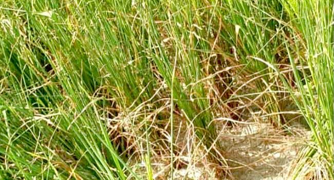 শায়েস্তাগঞ্জে পানির অভাবে ধান চাষ হয়নি কৃষকের!