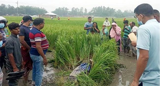 বগুড়ায় হত্যা মামলার বাদী নিখোঁজের পর ধানক্ষেতে লাশ