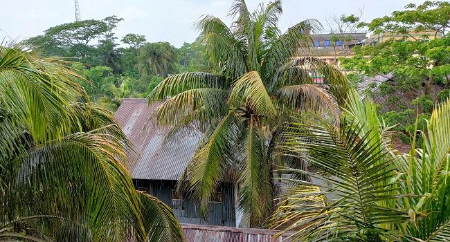 ৭ মাস পর বেতাগীতে স্বস্তির বৃষ্টি