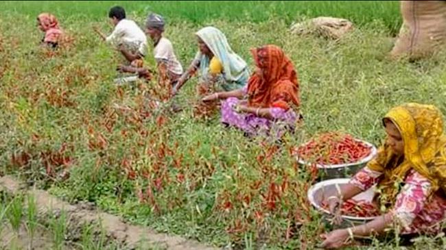 করোনায় মরিচ তোলার কাজ করে সংসার চালান নারীরা