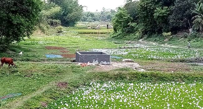 সিংগাইরে খালের মধ্যেই তৈরি হচ্ছে টয়লেটের ট্যাংকি