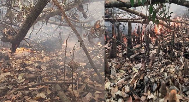 সুন্দরবনে আবারো আগুন, পুড়ছে বনভূমি