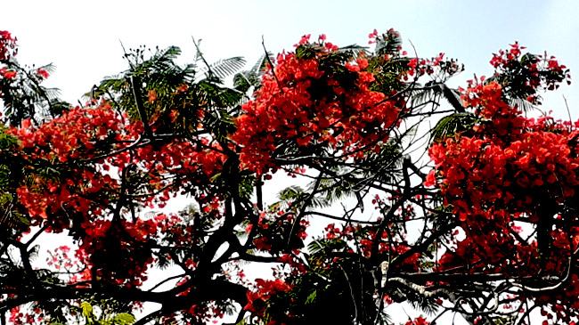 কৃষ্ণচূড়ায় বৈশাখ মানেই ভিন্ন সাজে বাংলার প্রকৃতি