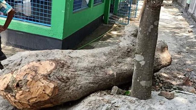 গাছখেকো স্বাস্থ্য কর্মকর্তা
