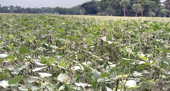 শ্রমিক সঙ্কটে দশমিনায় বিপাকে মুগডাল চাষিরা