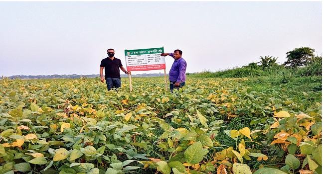 মির্জাগঞ্জে প্রথমবার সয়াবিন চাষে কৃষকের সাফল্য